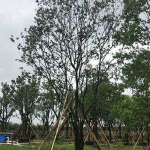 ?？诿缙訽海南園林綠化苗木烏桕