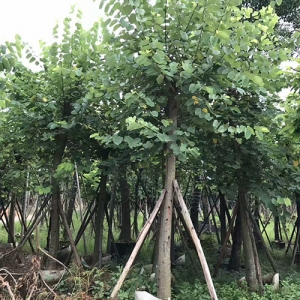 ?？诿缒净豞紅花紫荊