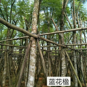 海口綠化苗木藍(lán)花楹