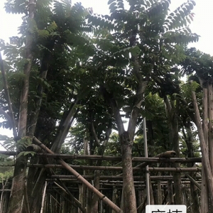 ?？诰G化苗圃_海南苗木麻楝