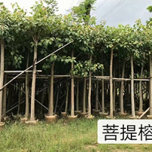 ?？诰G化苗木基地_海南菩提榕