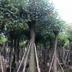 刺桐_?？诰G化苗木