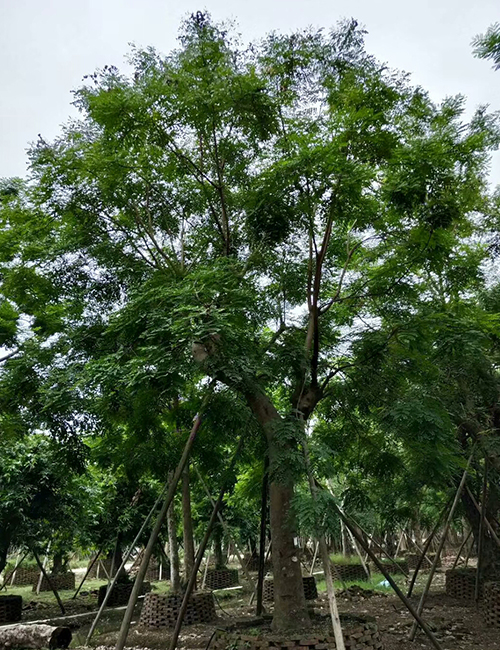 ?？诿缙訽海南紅豆(圖1)