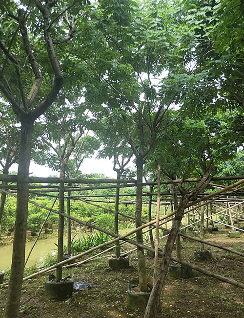 海南綠化苗木_黃槐(圖5)