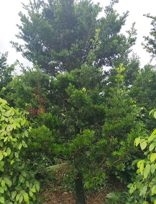 海口綠化苗木基地_海南羅漢松報價(圖1)