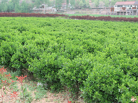 ?？诠嗄痉N植基地_海南大型灌木苗圃(圖2)