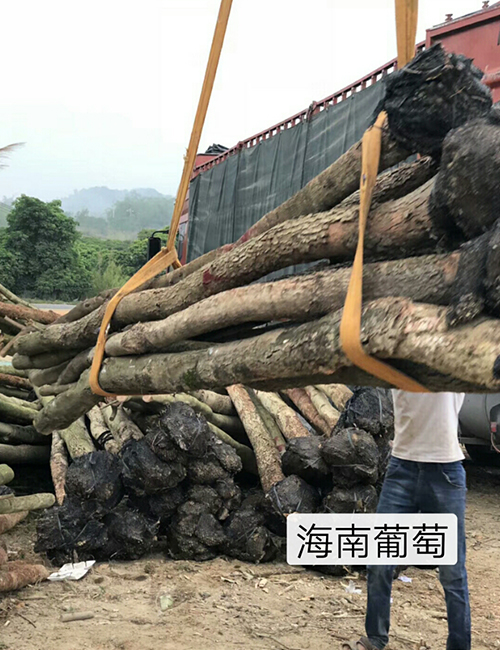 海南蒲桃(圖6)