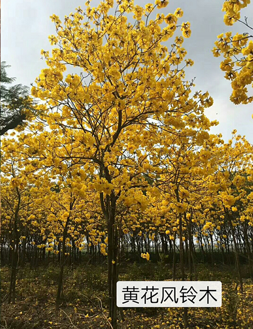 ?？诰G化苗木基地_海南黃花風(fēng)鈴木(圖1)
